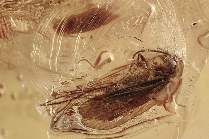 Detailed Fossil Caddisfly and Moth In Baltic Amber #335644